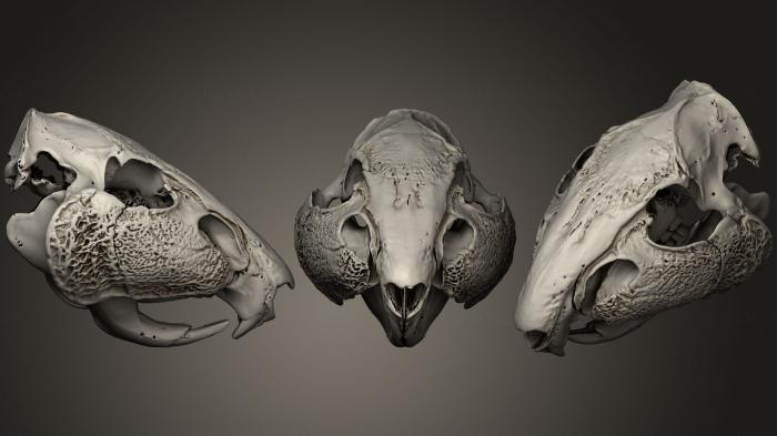 Anatomy of skeletons and skulls (ANTM_0234) 3D model for CNC machine
